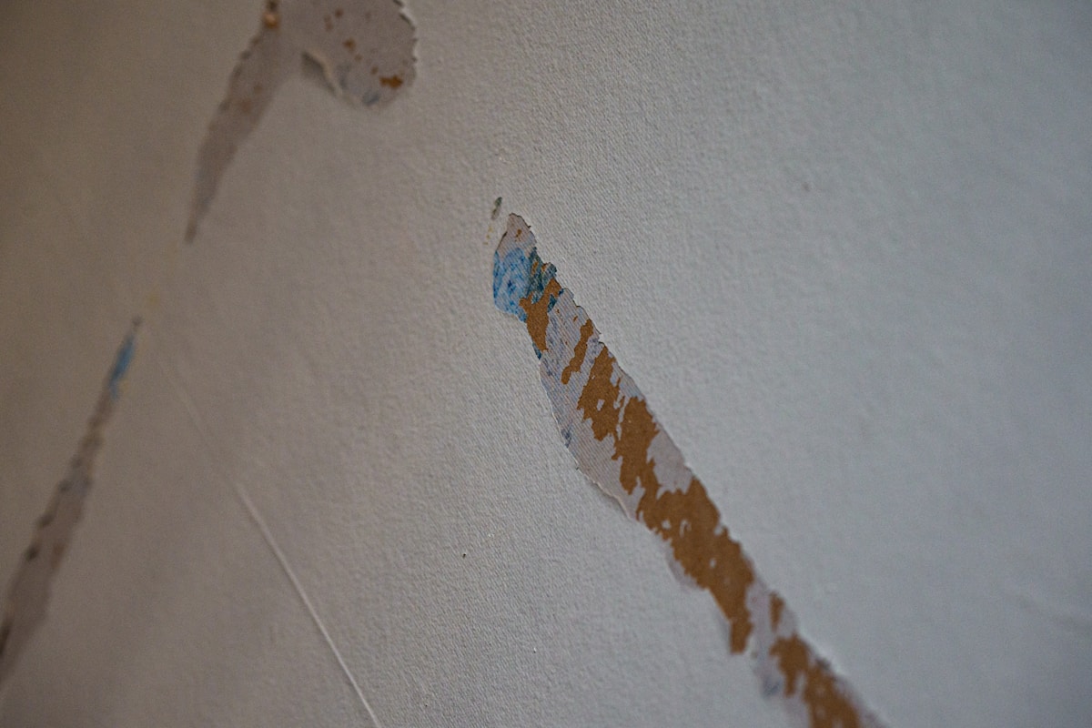 Mold Remediation service in Frisco, TX